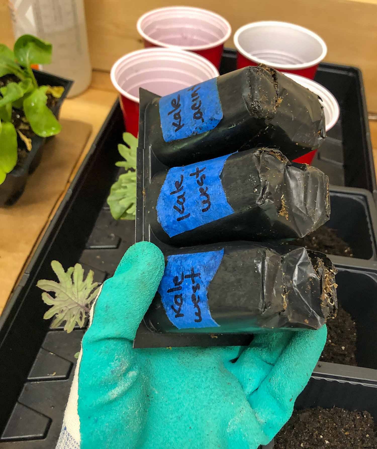 4 Easy Steps to Potting up Seedlings