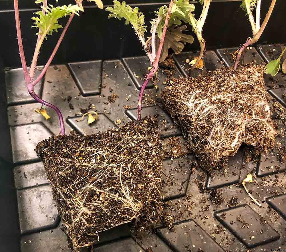 4 Easy Steps to Potting up Seedlings