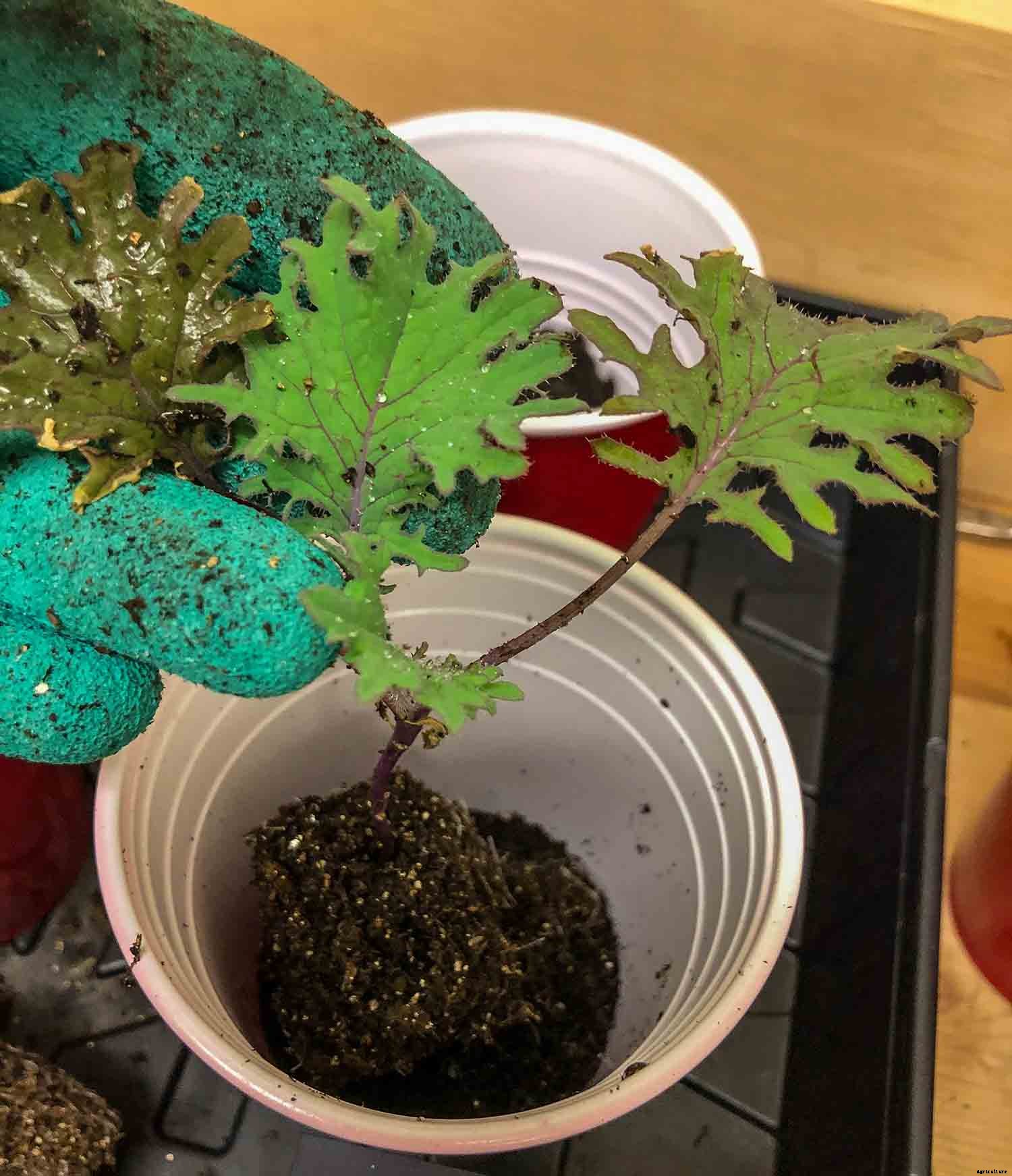 4 Easy Steps to Potting up Seedlings