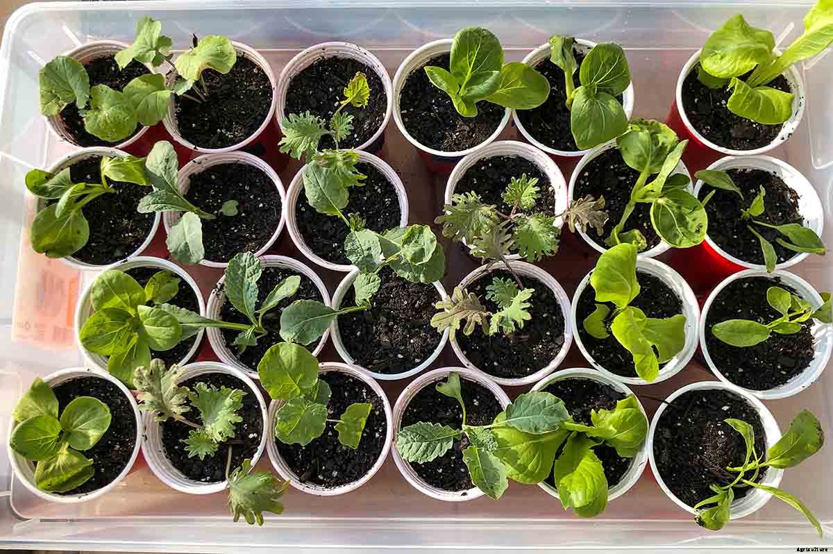 4 Easy Steps to Potting up Seedlings
