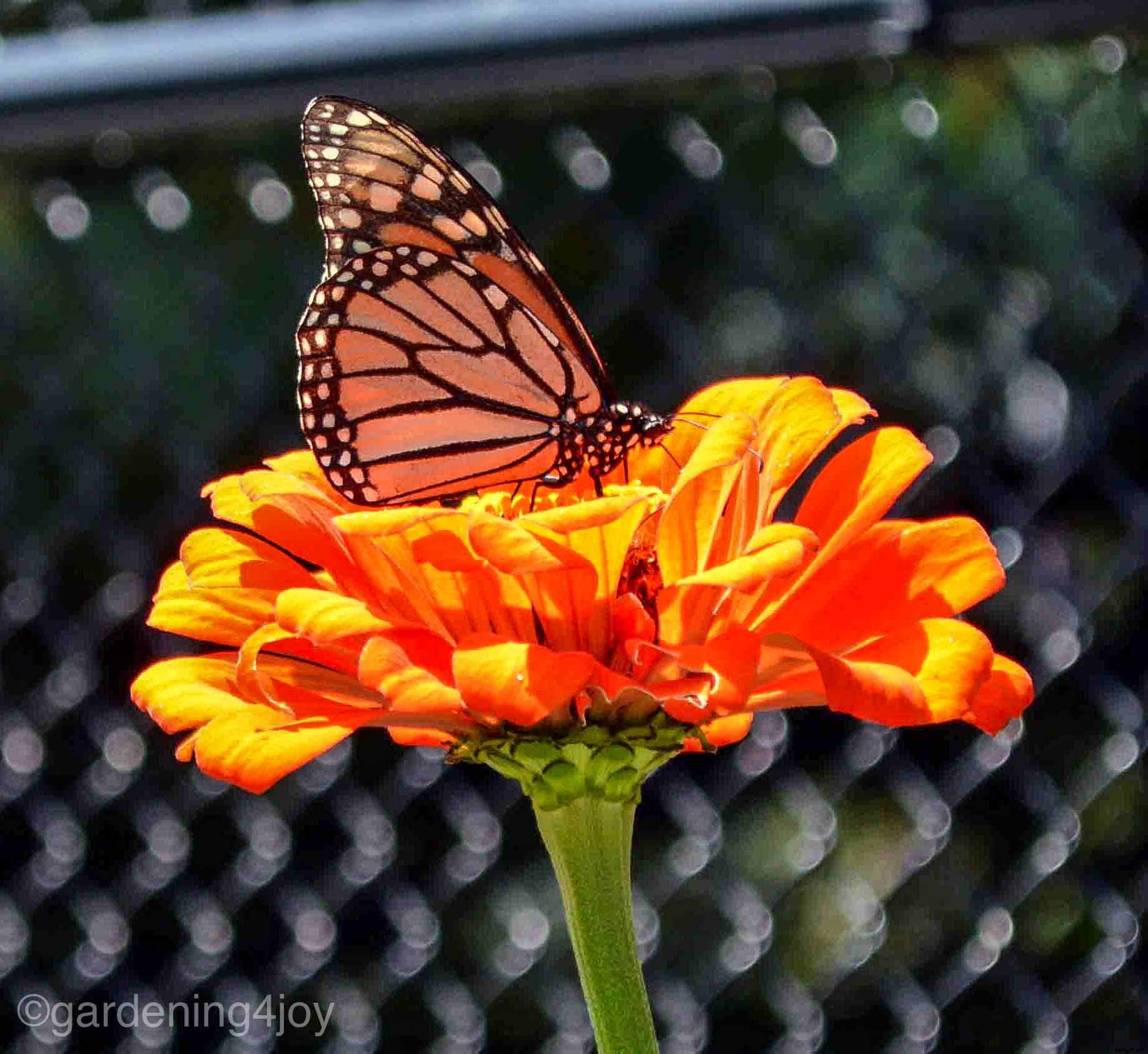 How to create a Monarch butterfly garden