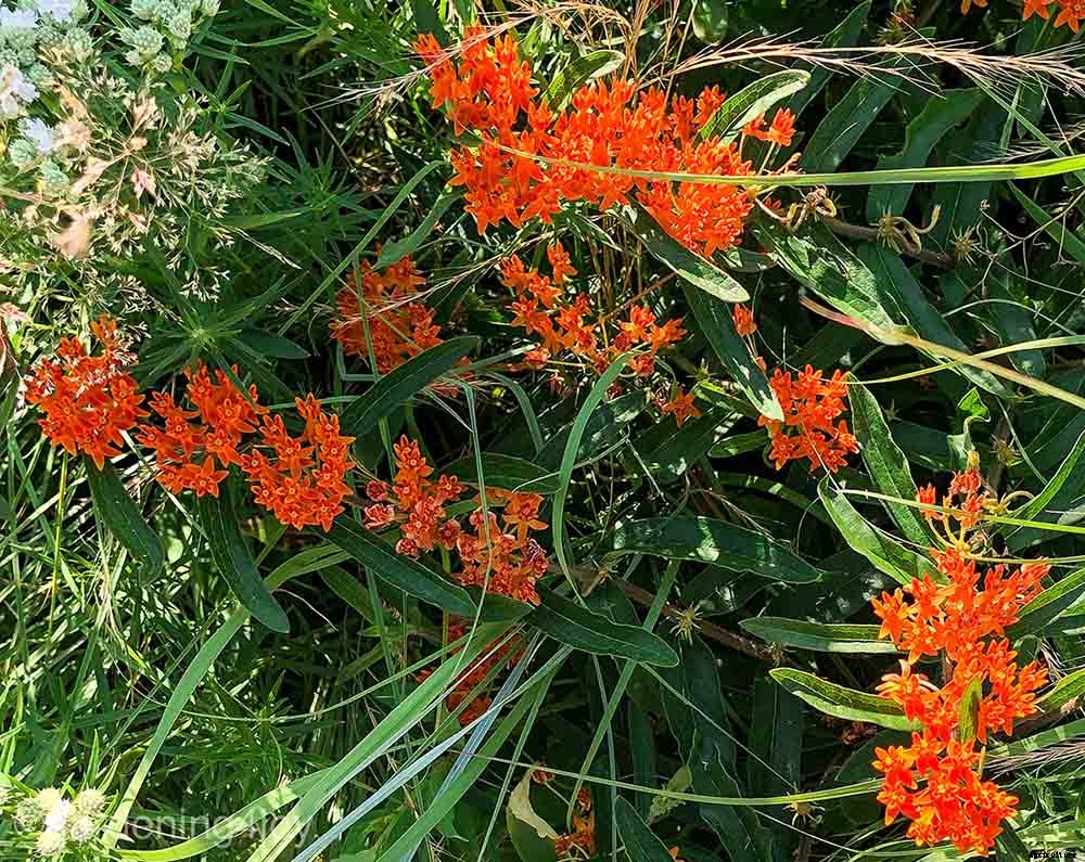 How to create a Monarch butterfly garden