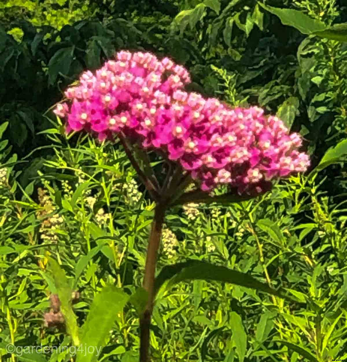 How to create a Monarch butterfly garden