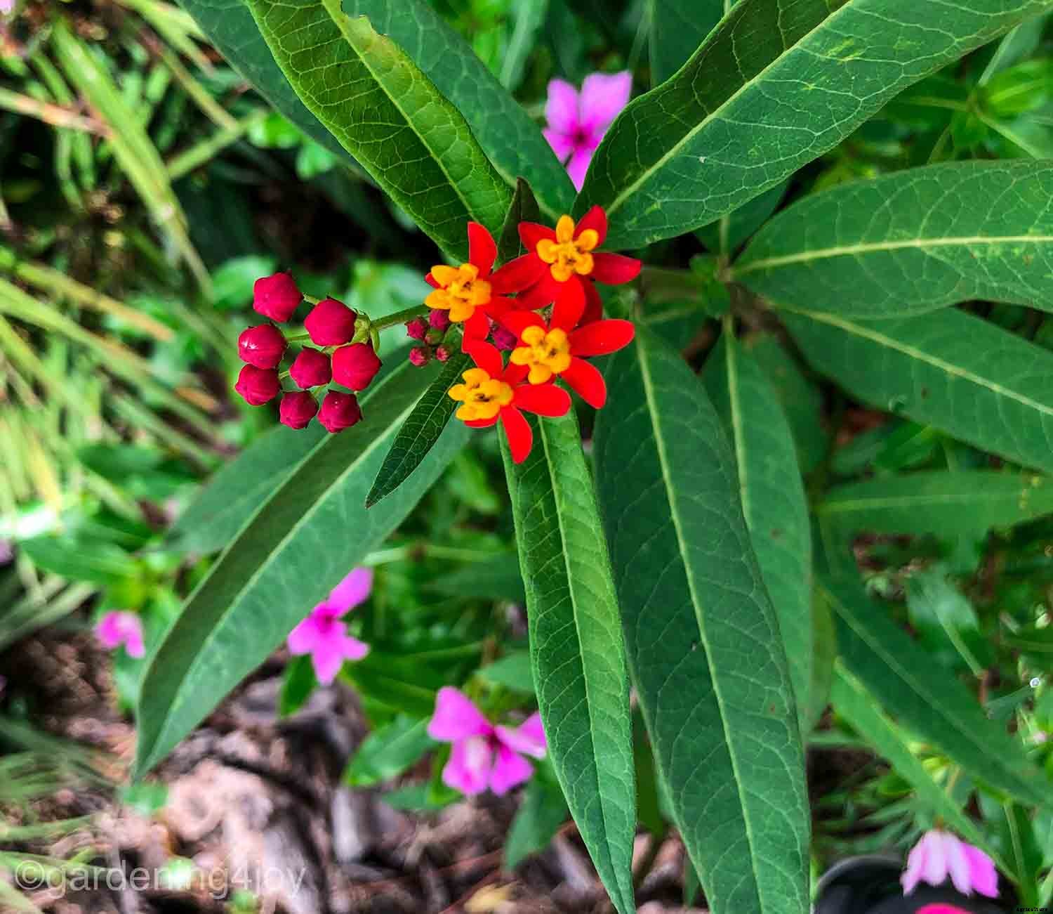 How to create a Monarch butterfly garden