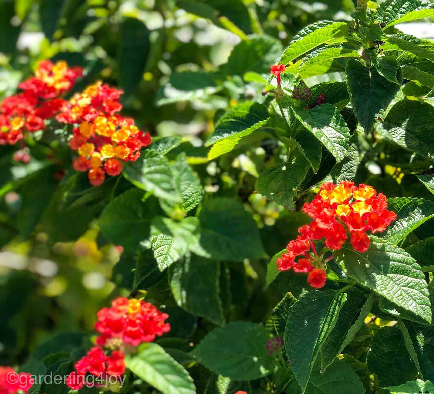 How to create a Monarch butterfly garden