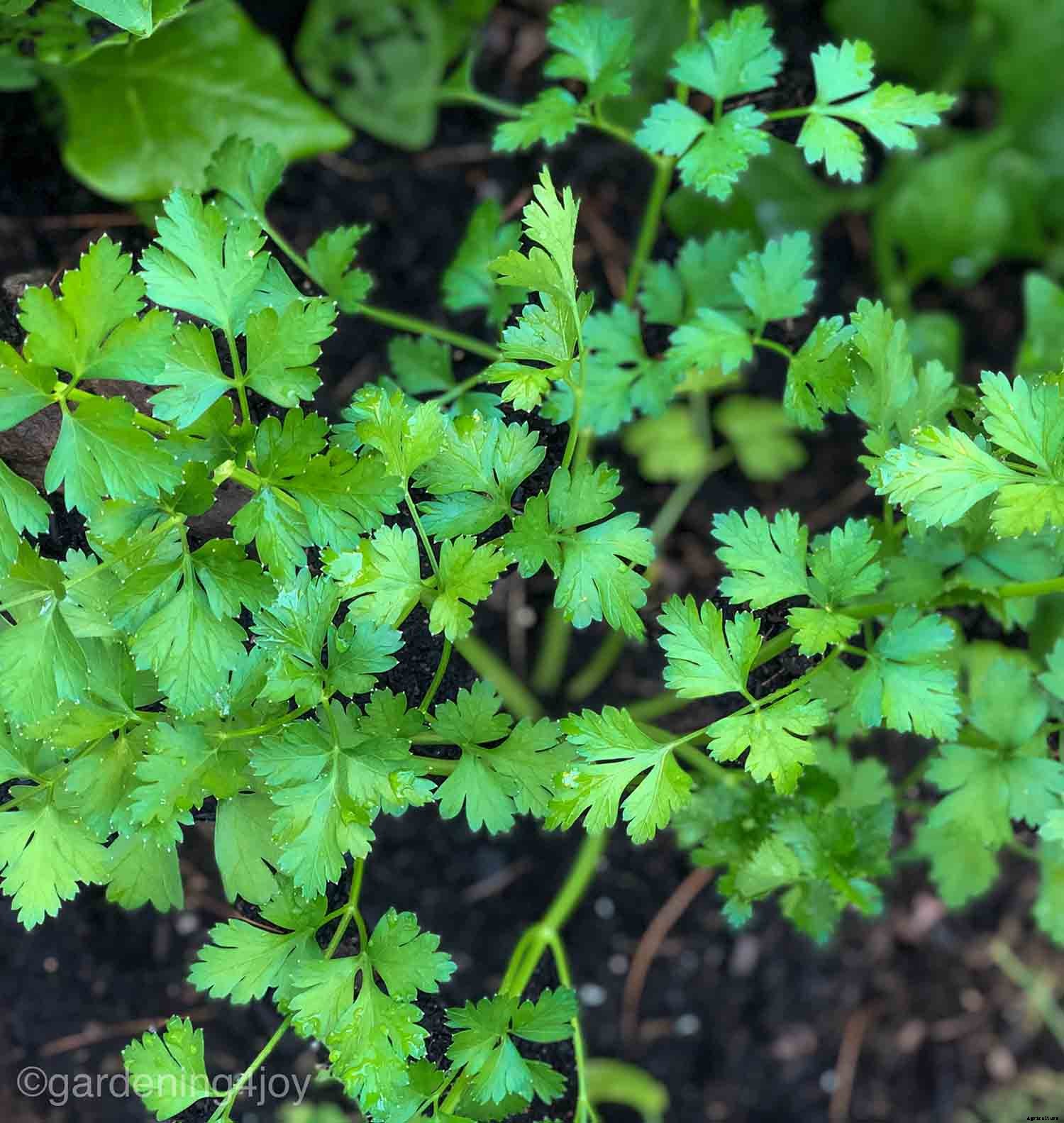 How to create a Monarch butterfly garden