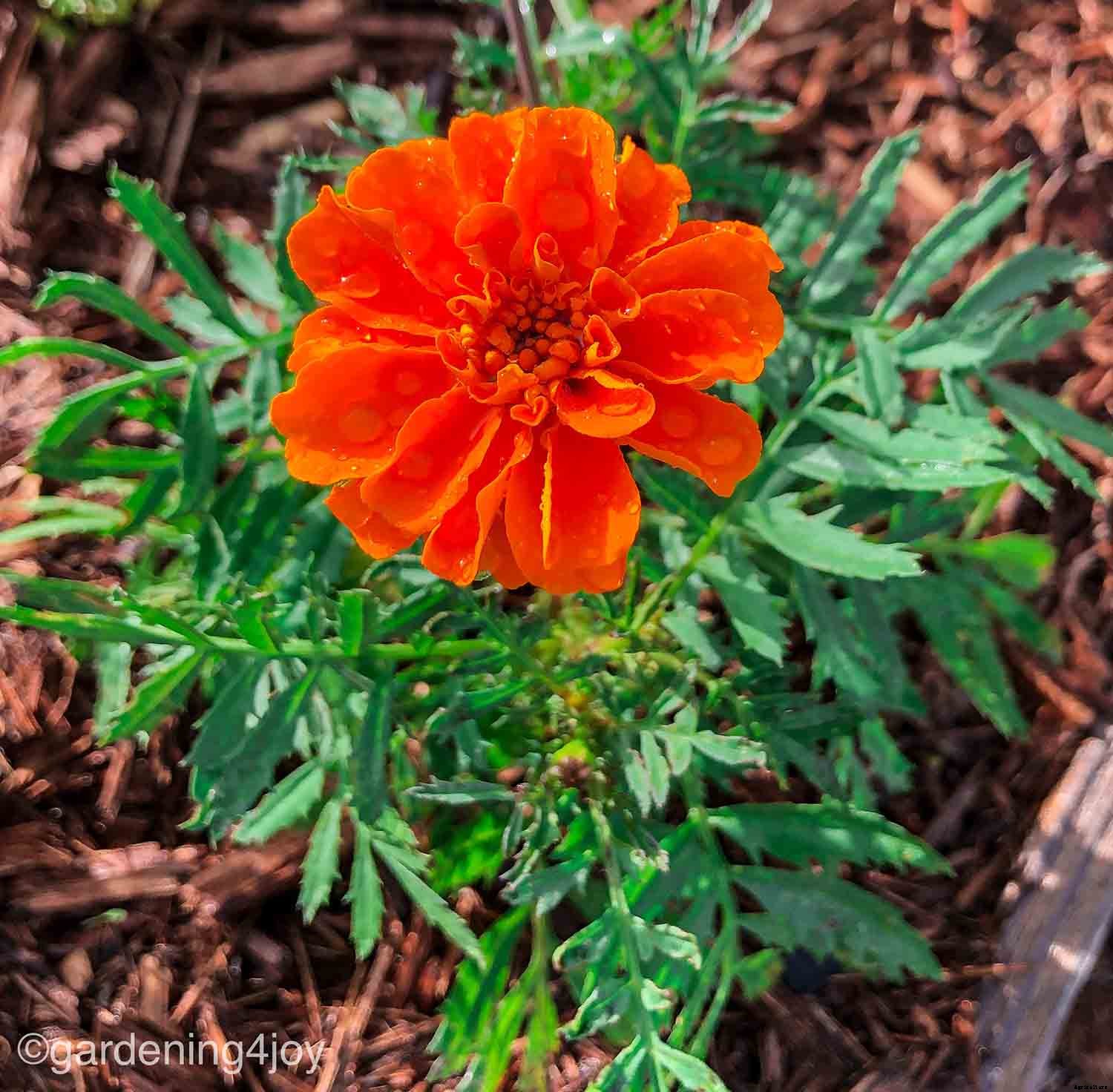 How to create a Monarch butterfly garden