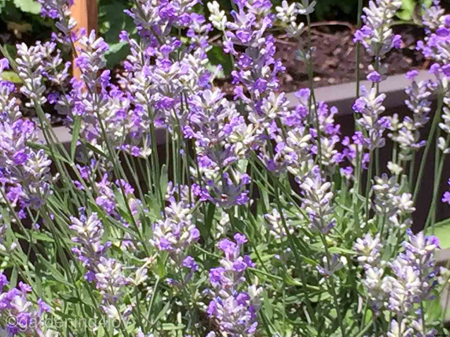 How to create a Monarch butterfly garden