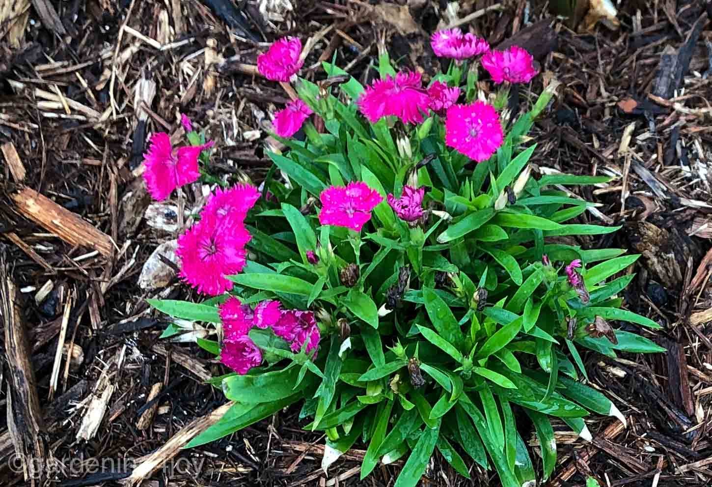 How to create a Monarch butterfly garden