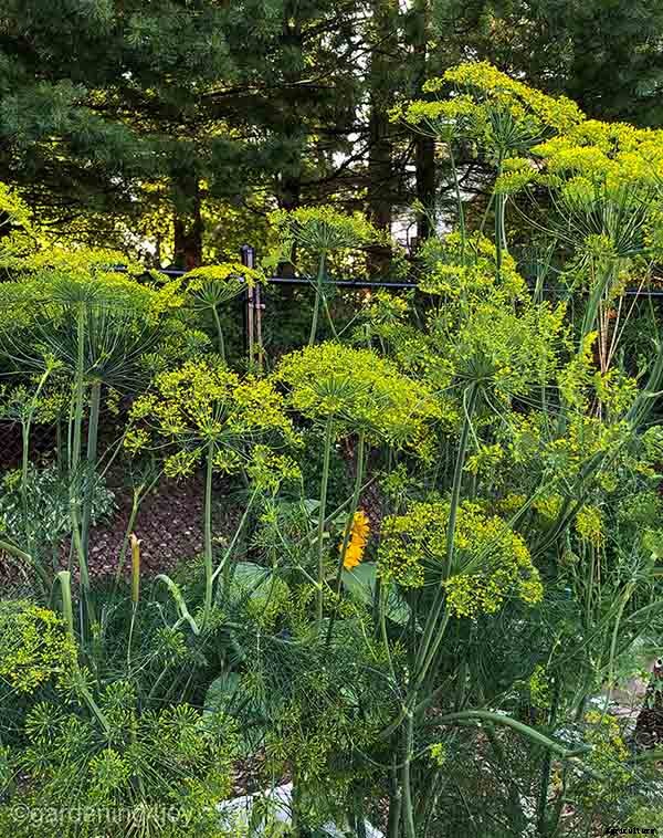 How to create a Monarch butterfly garden