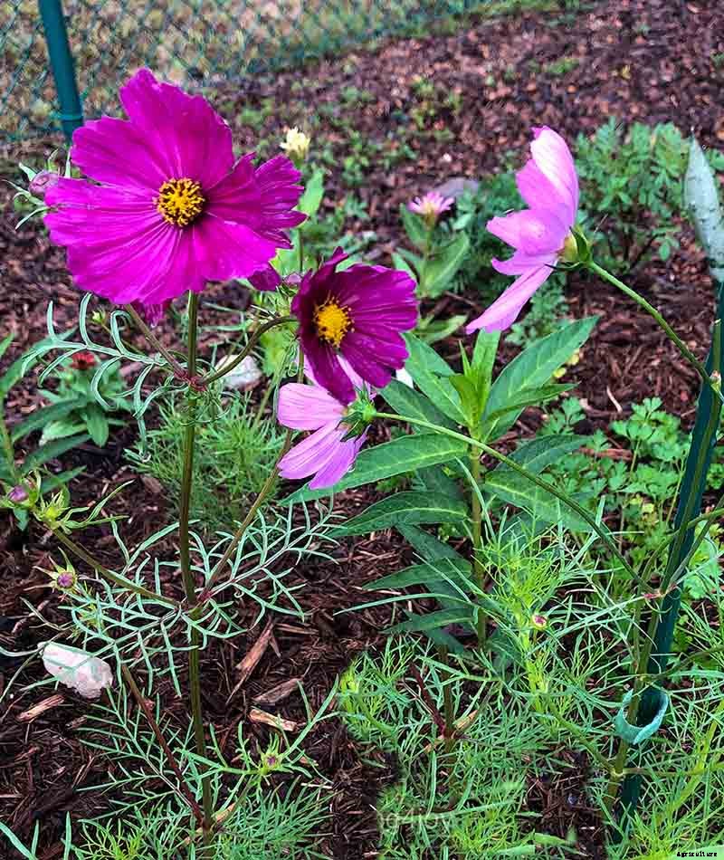 How to create a Monarch butterfly garden