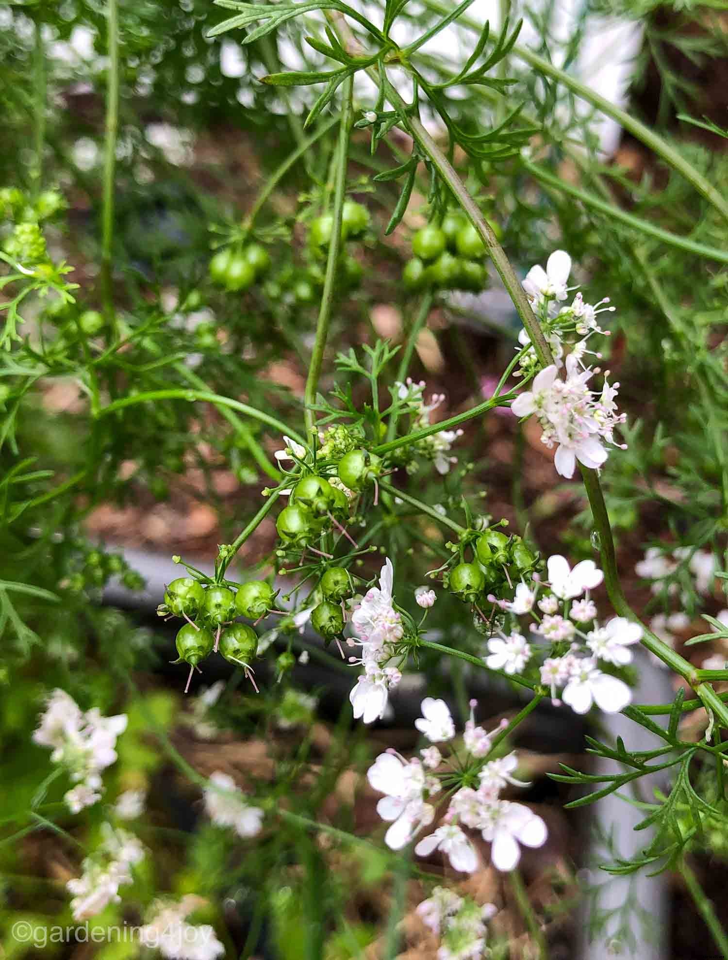 How to create a Monarch butterfly garden