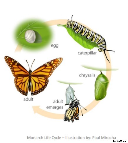 How to create a Monarch butterfly garden