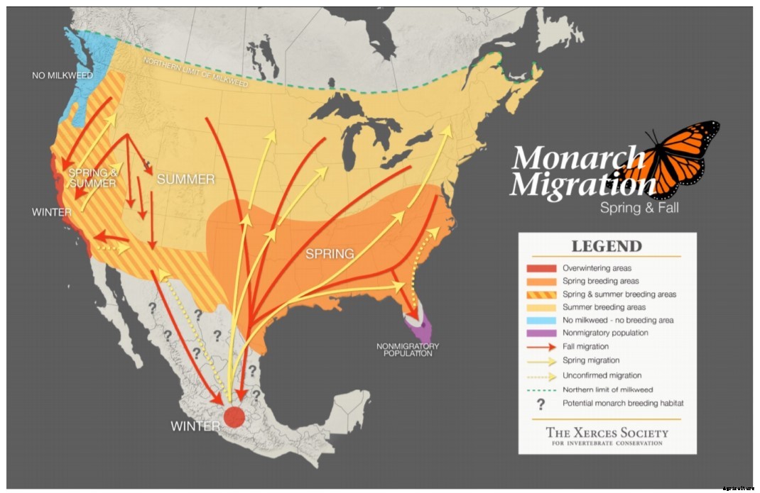 How to create a Monarch butterfly garden