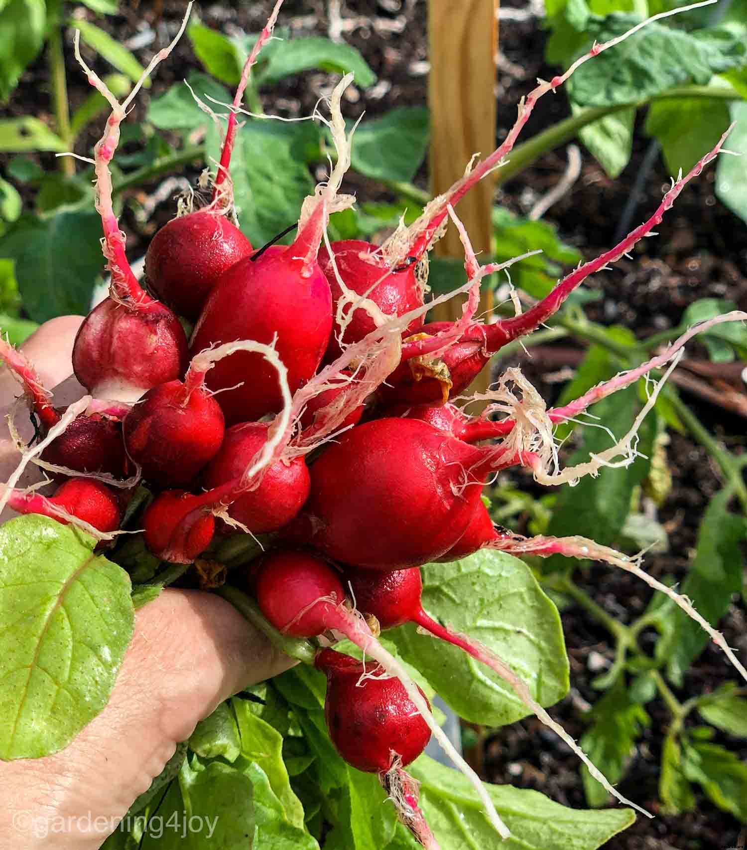 How to grow radishes in your garden