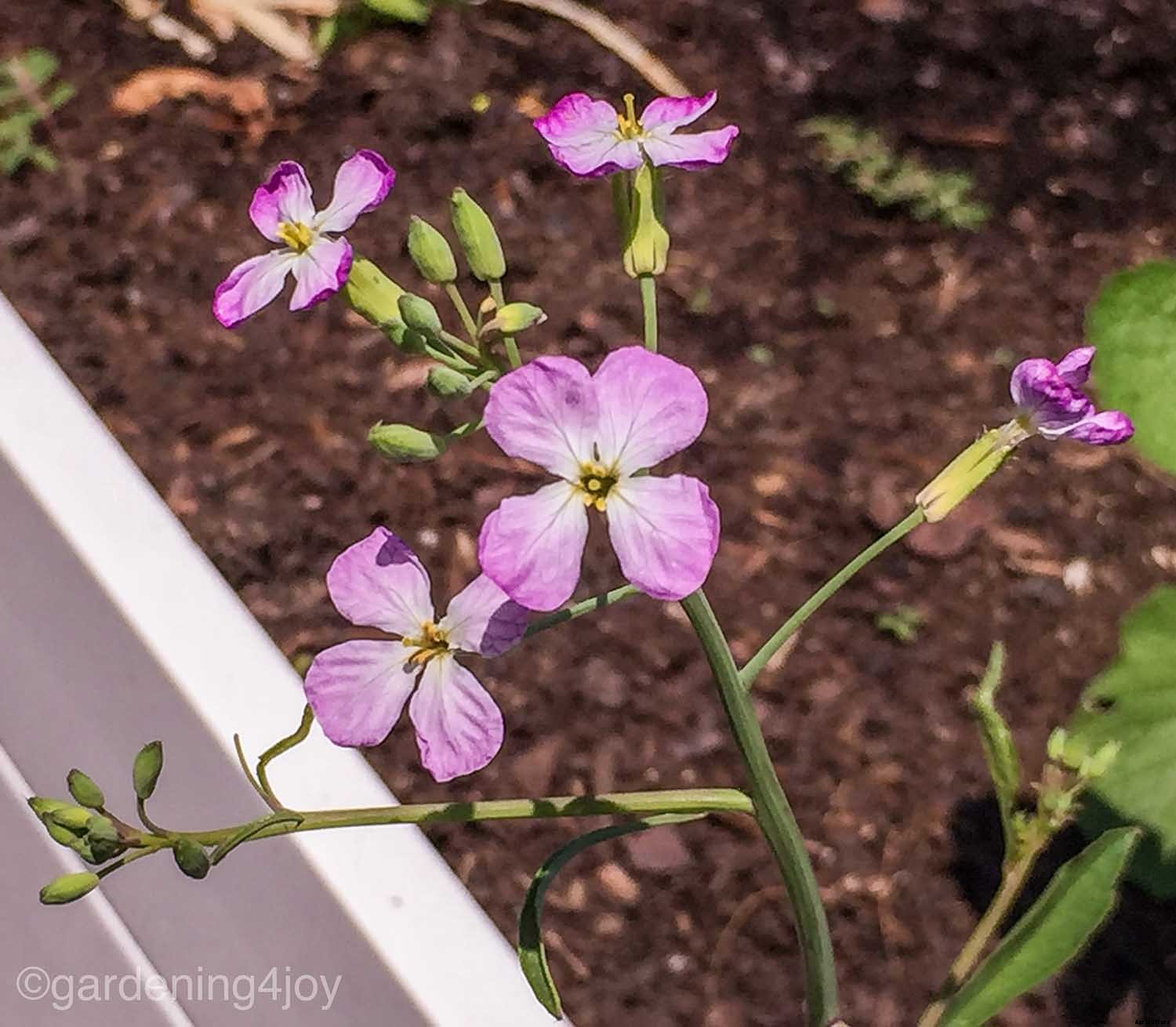 How to grow radishes in your garden