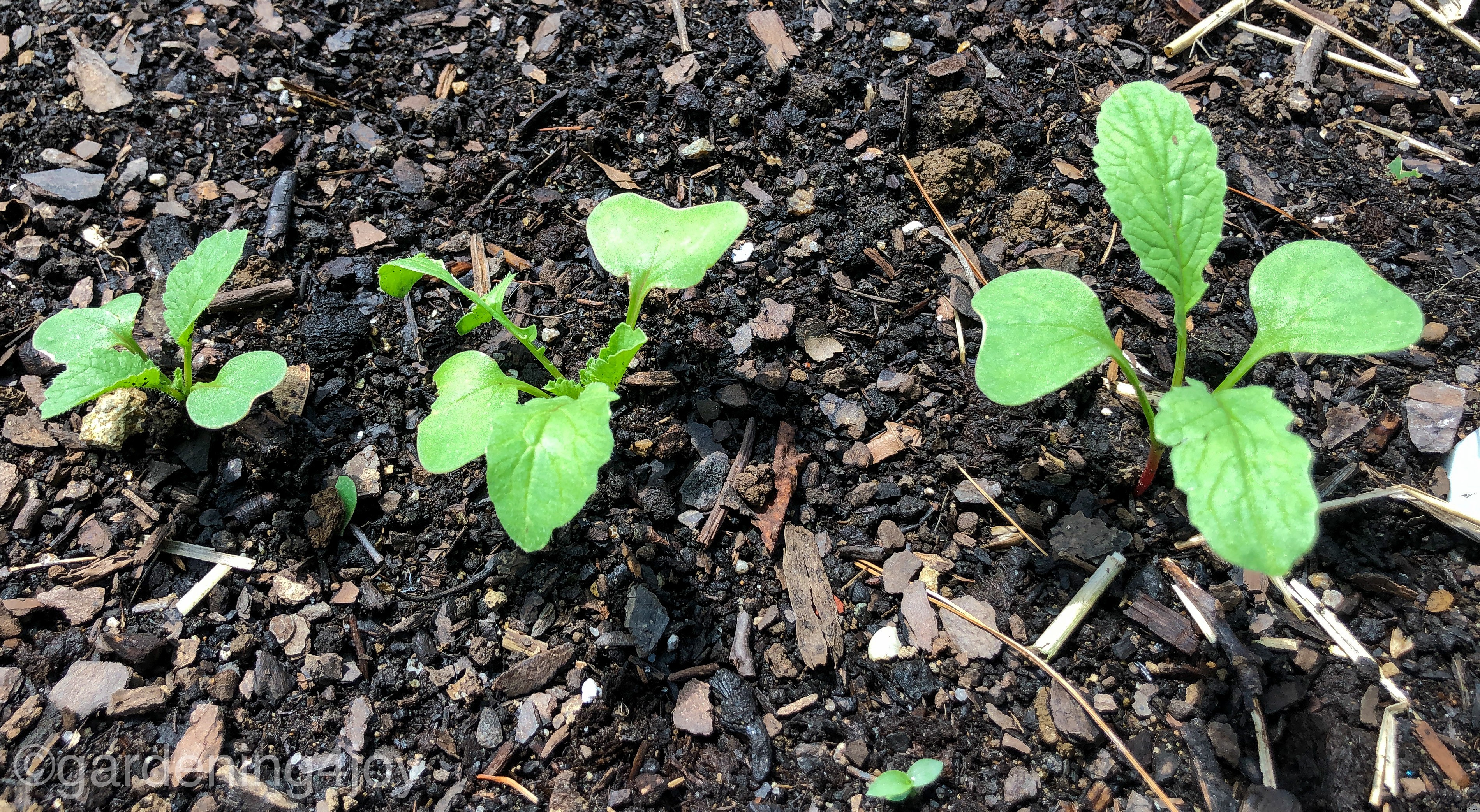 How to grow radishes in your garden