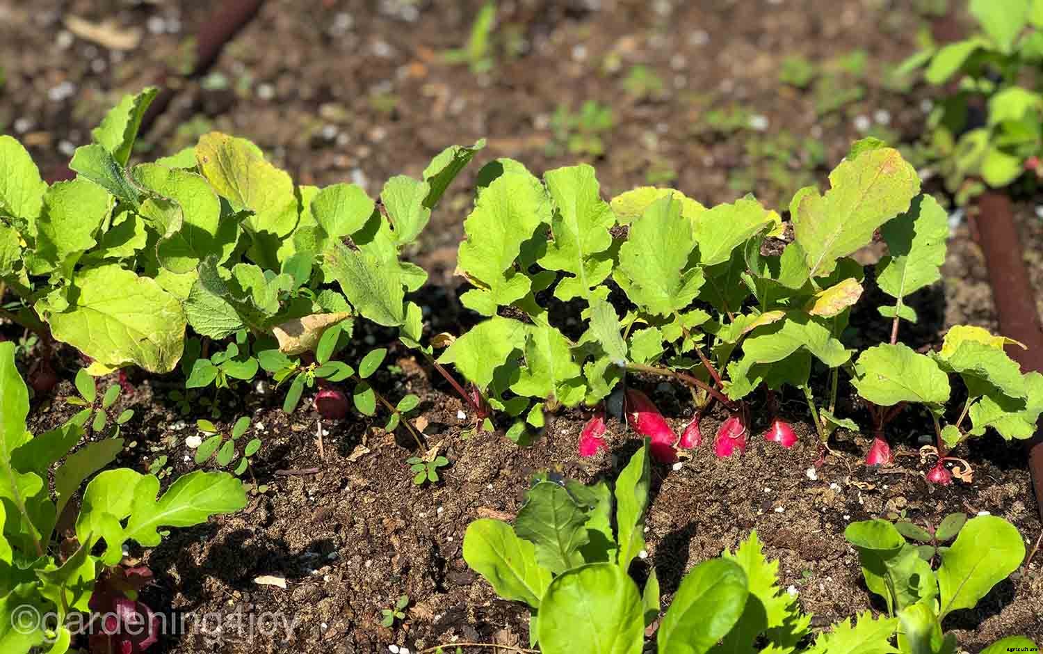 How to grow radishes in your garden