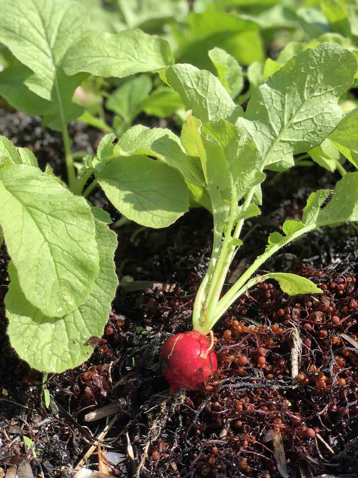 How to grow radishes in your garden