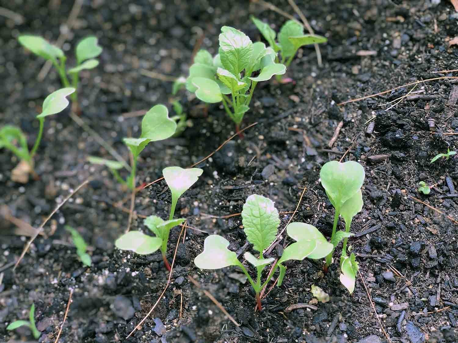 The joy of direct seeding vegetables