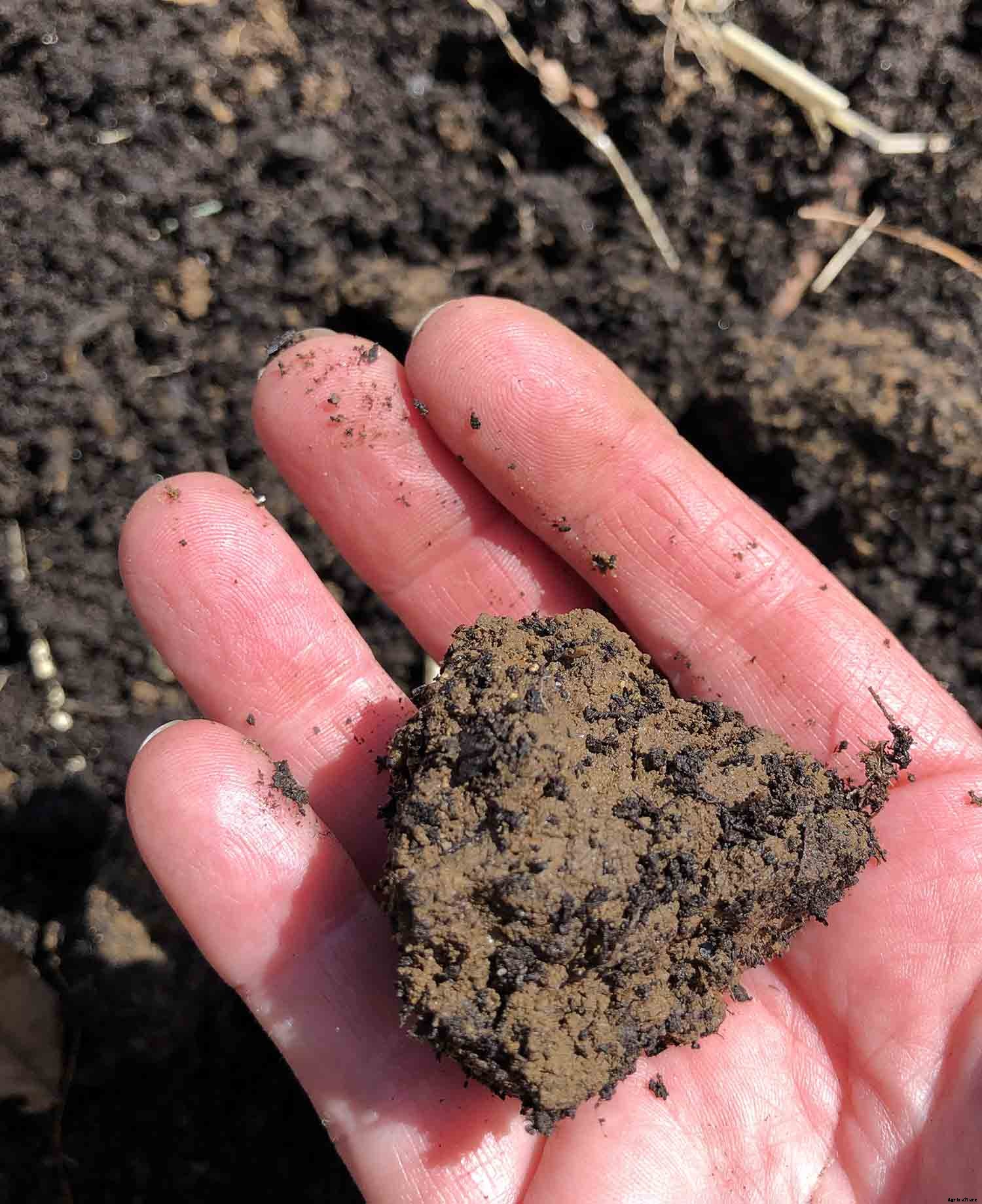 The joy of direct seeding vegetables