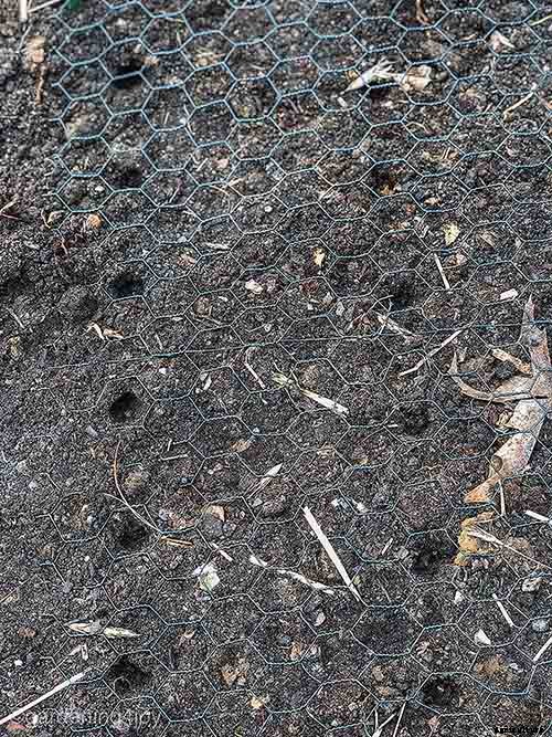 The joy of direct seeding vegetables