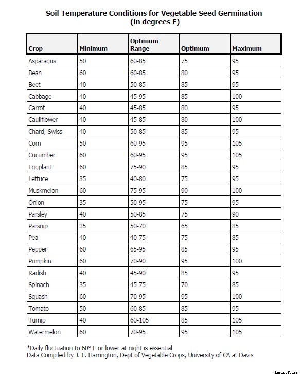 The joy of direct seeding vegetables