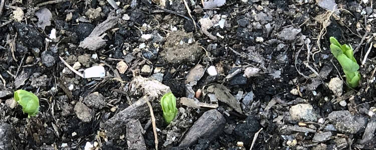 The joy of direct seeding vegetables