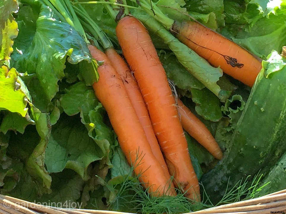 The joy of direct seeding vegetables
