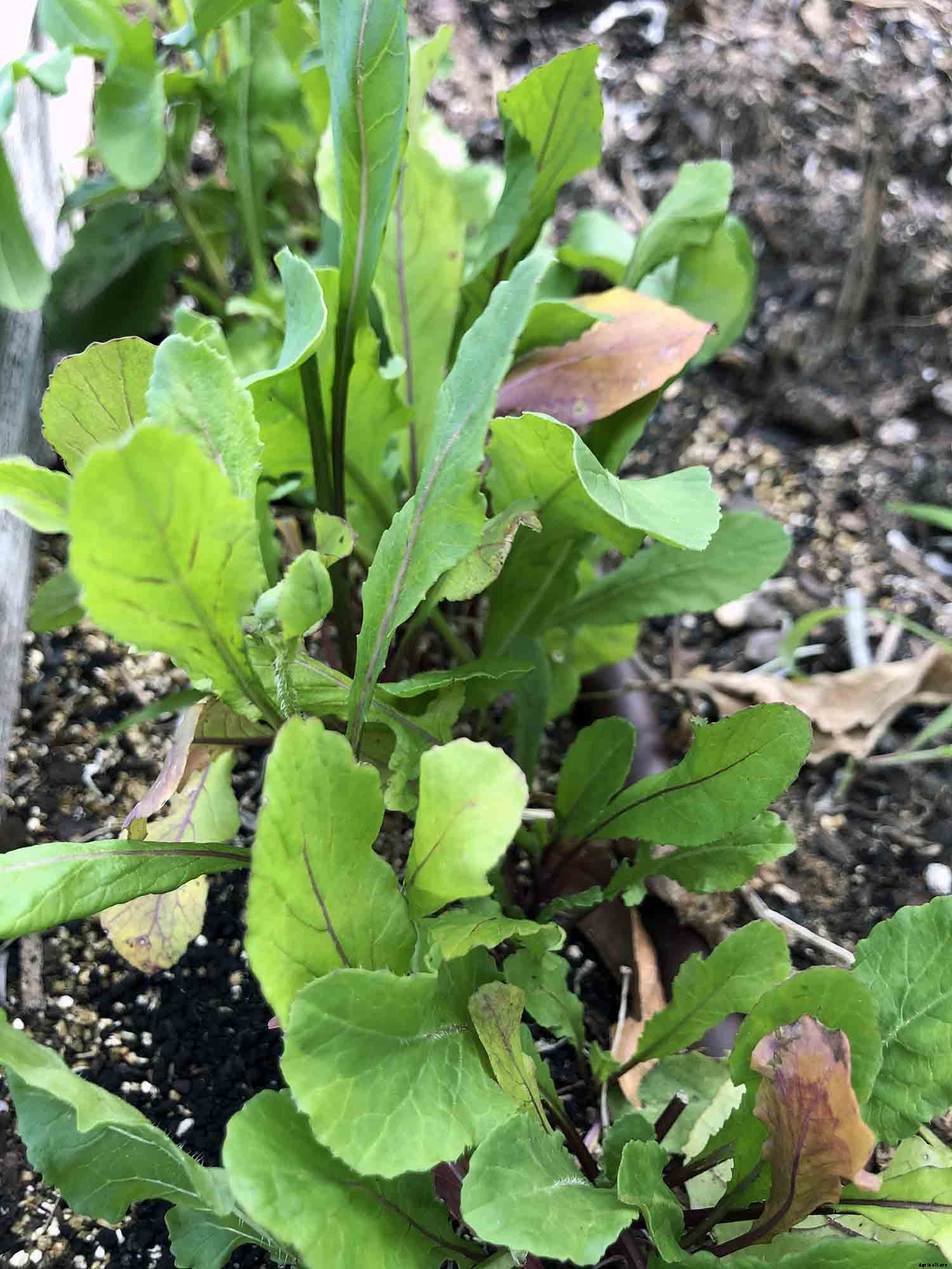 The joy of direct seeding vegetables