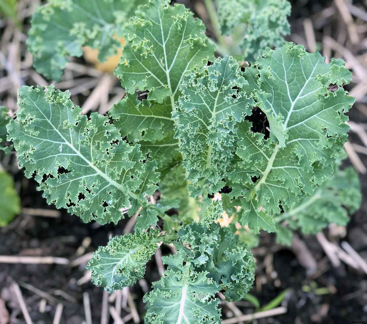 The joy of direct seeding vegetables