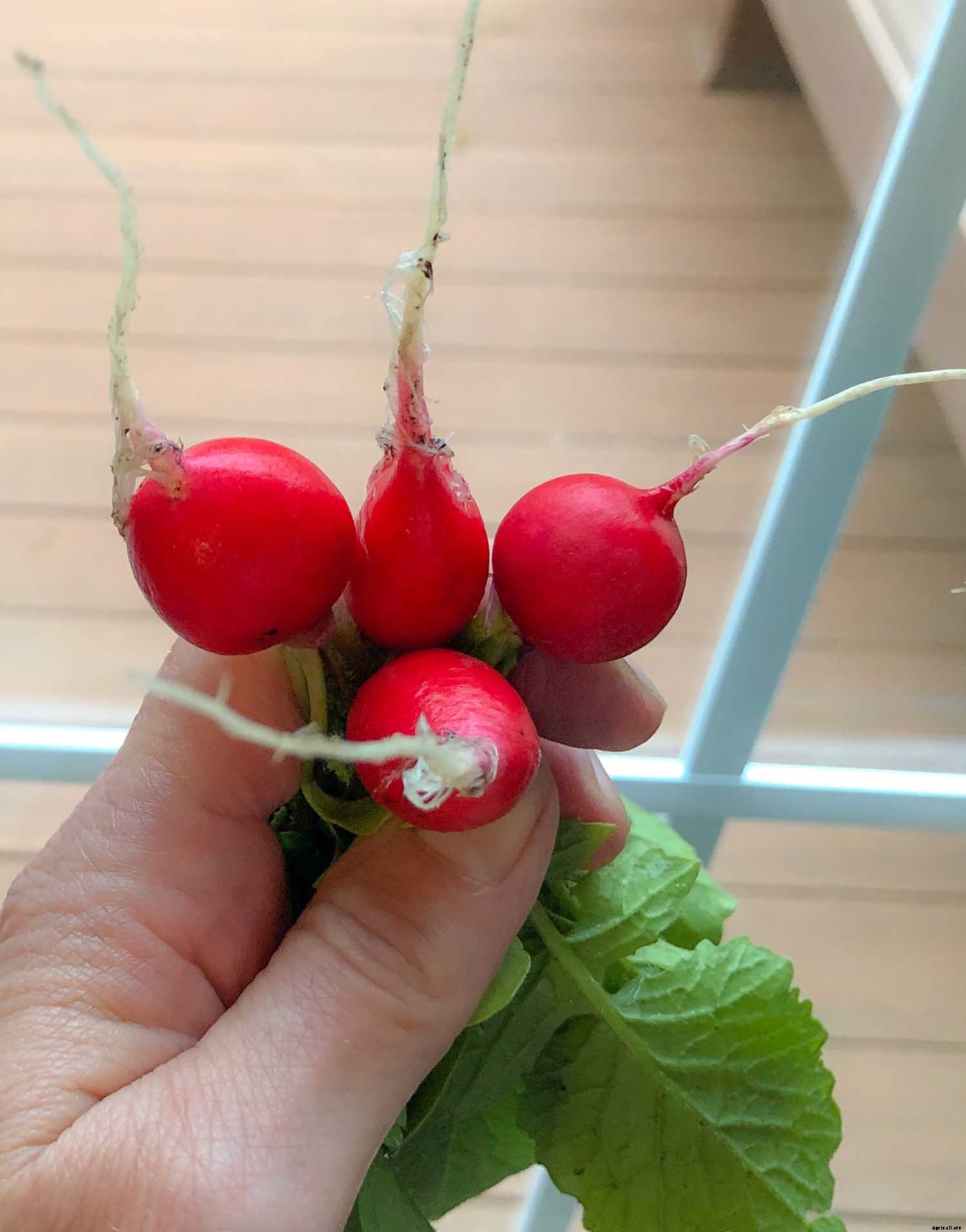 The joy of direct seeding vegetables