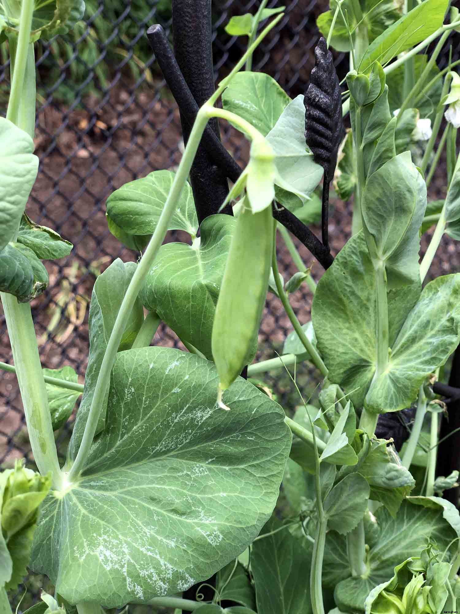The joy of direct seeding vegetables