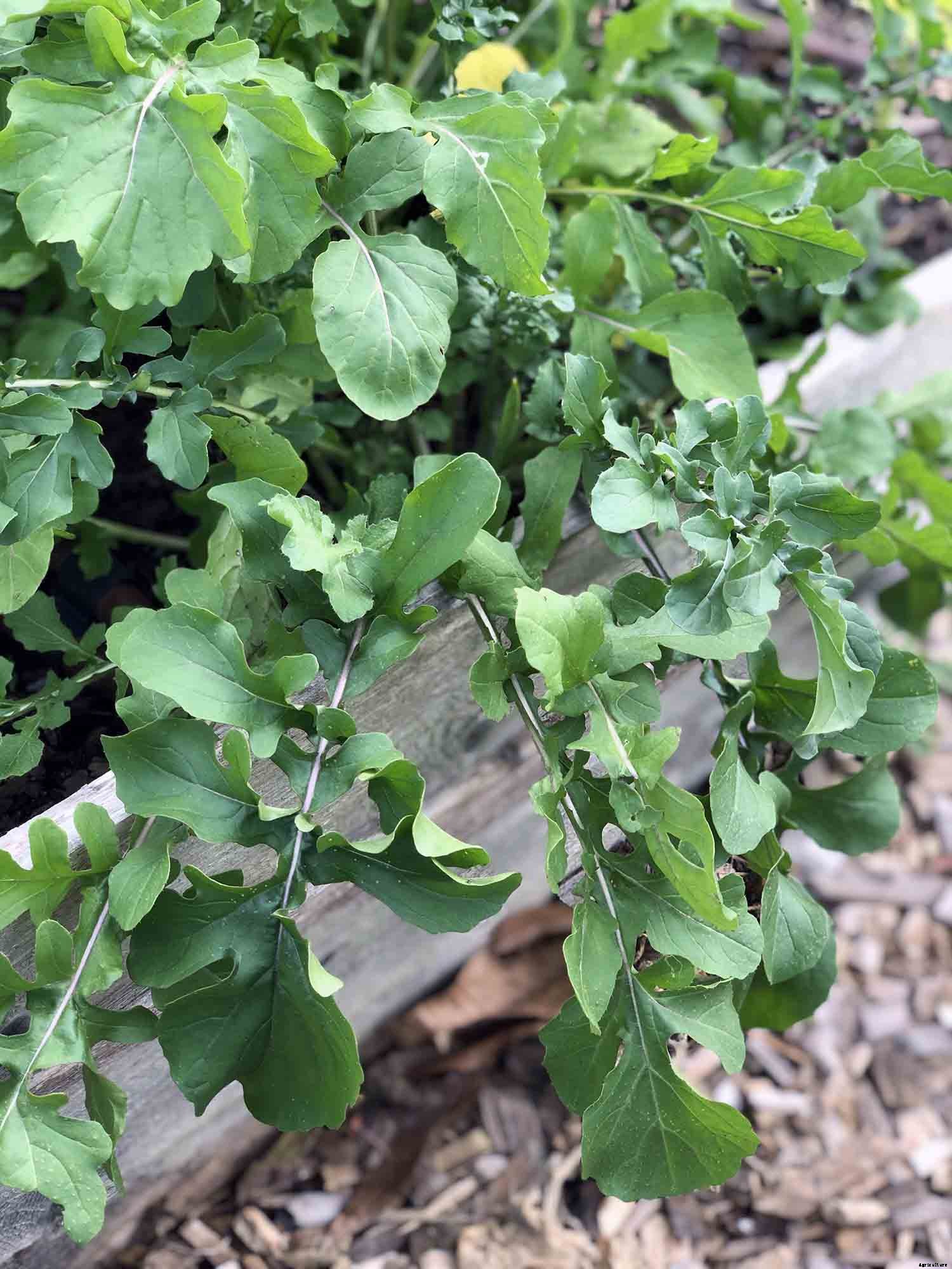 How to grow arugula in your garden