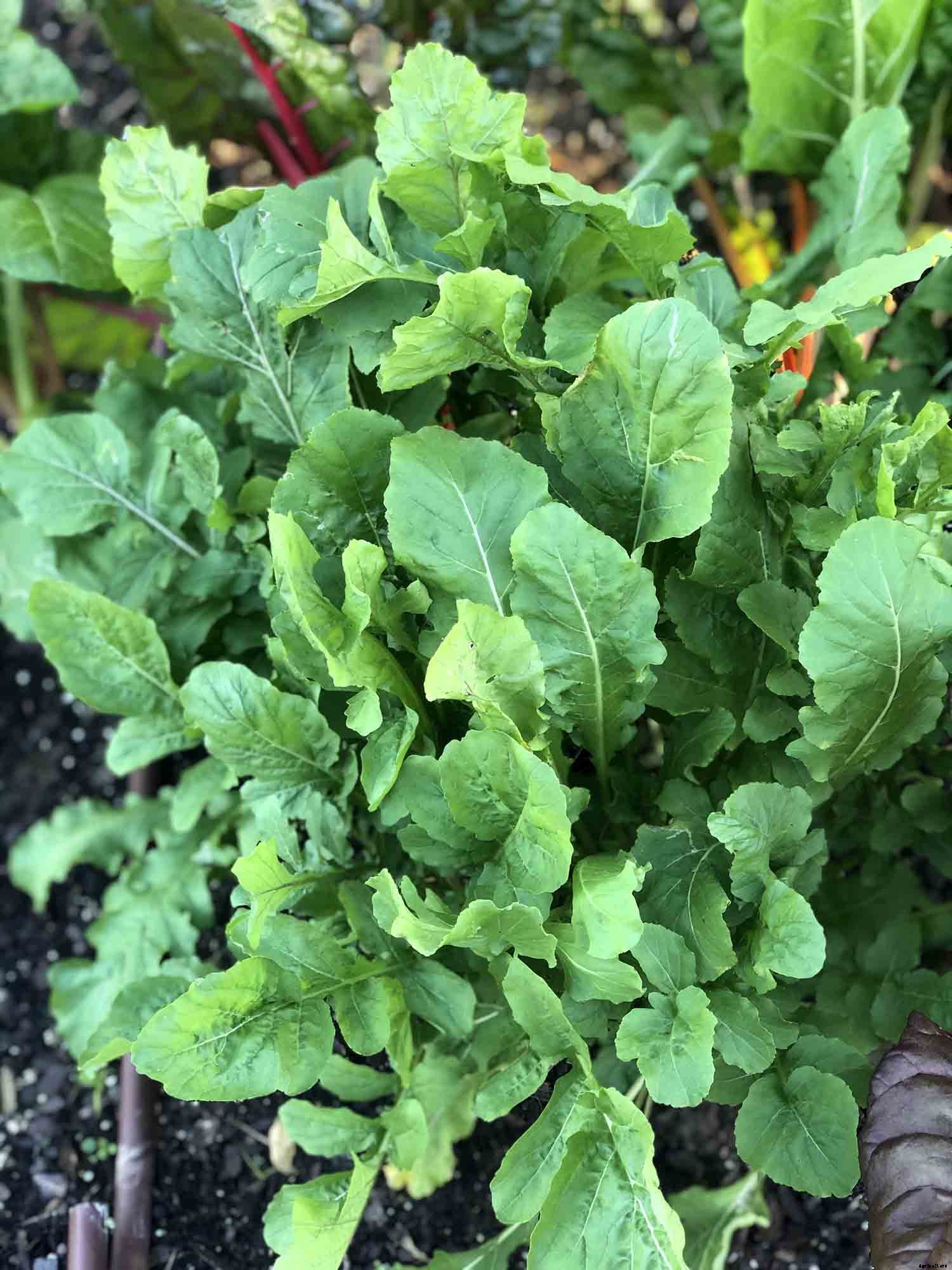 How to grow arugula in your garden