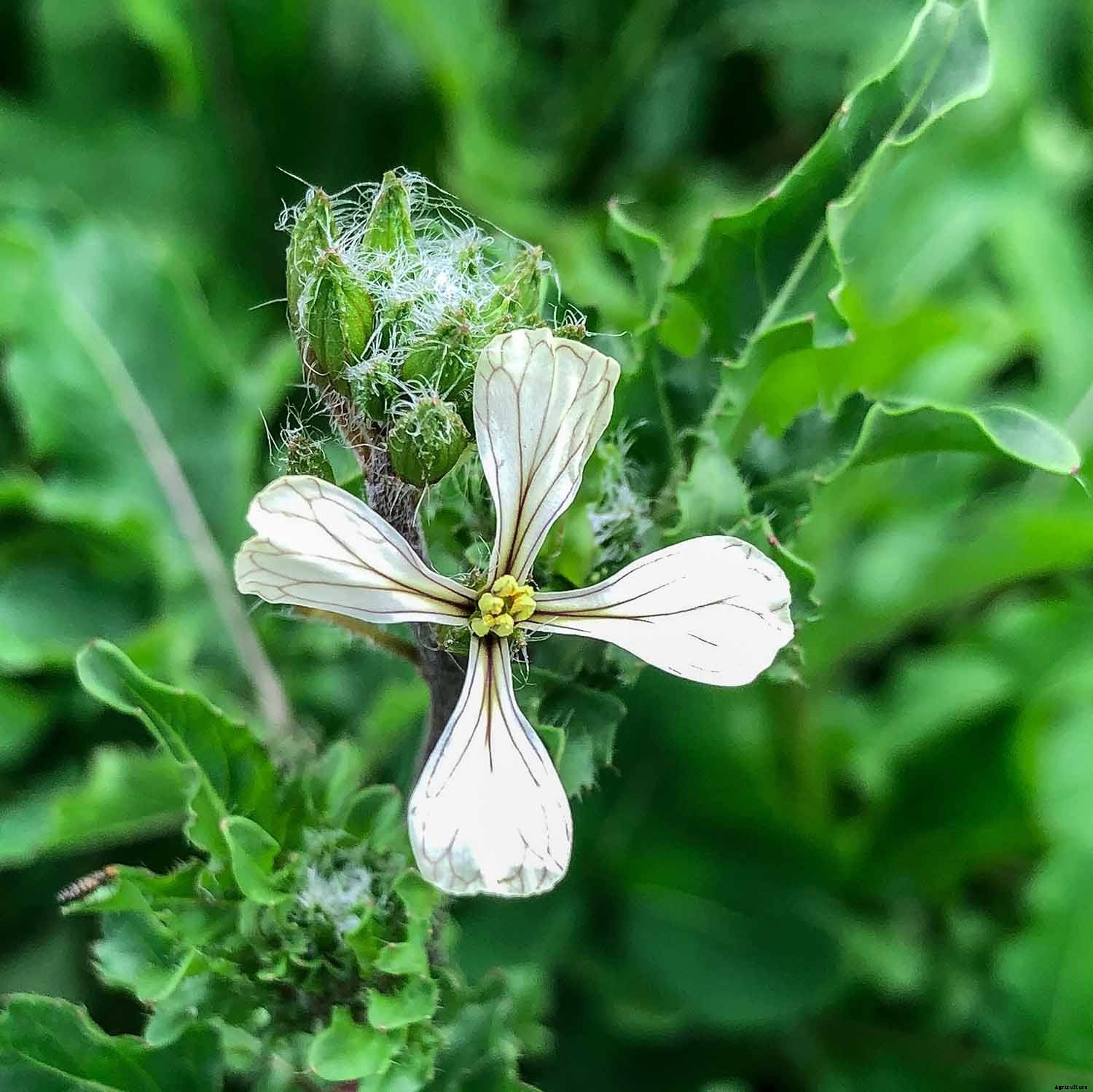 How to grow arugula in your garden
