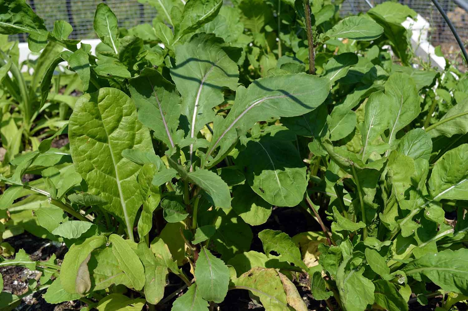 How to grow arugula in your garden