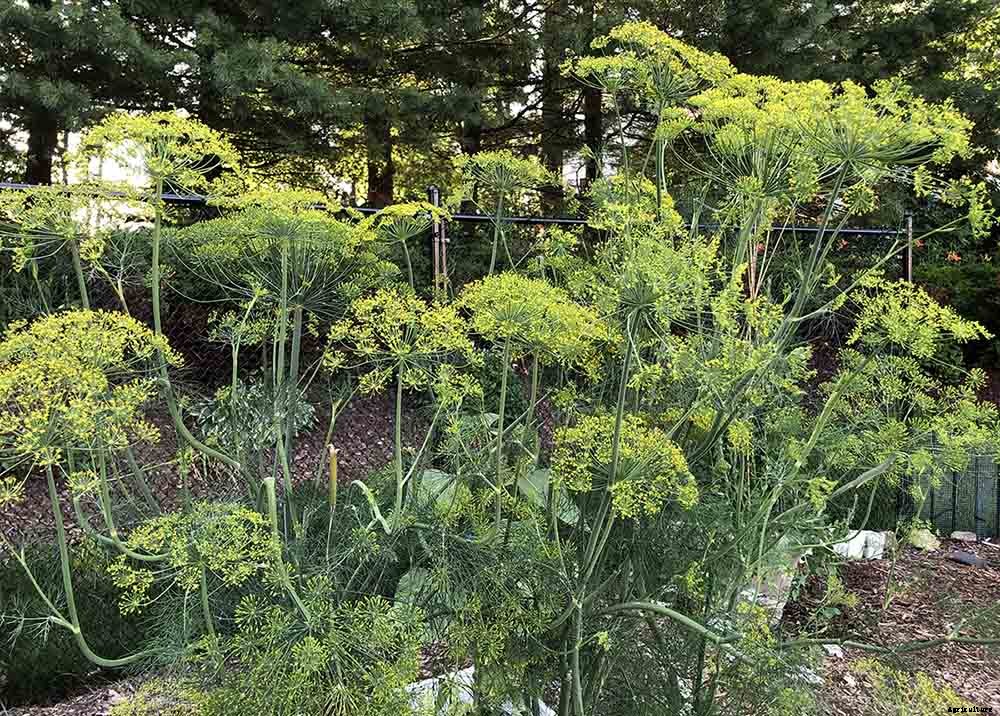 Saving Dill Seeds
