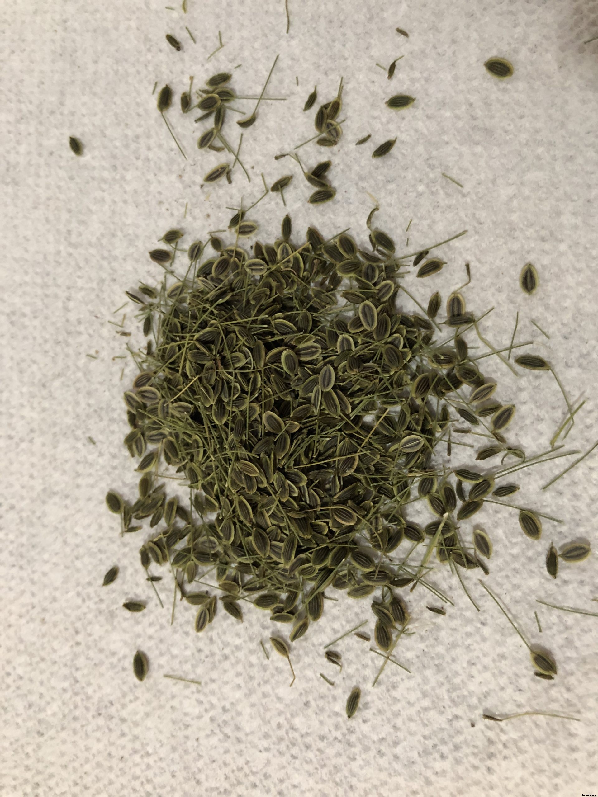 Saving Dill Seeds