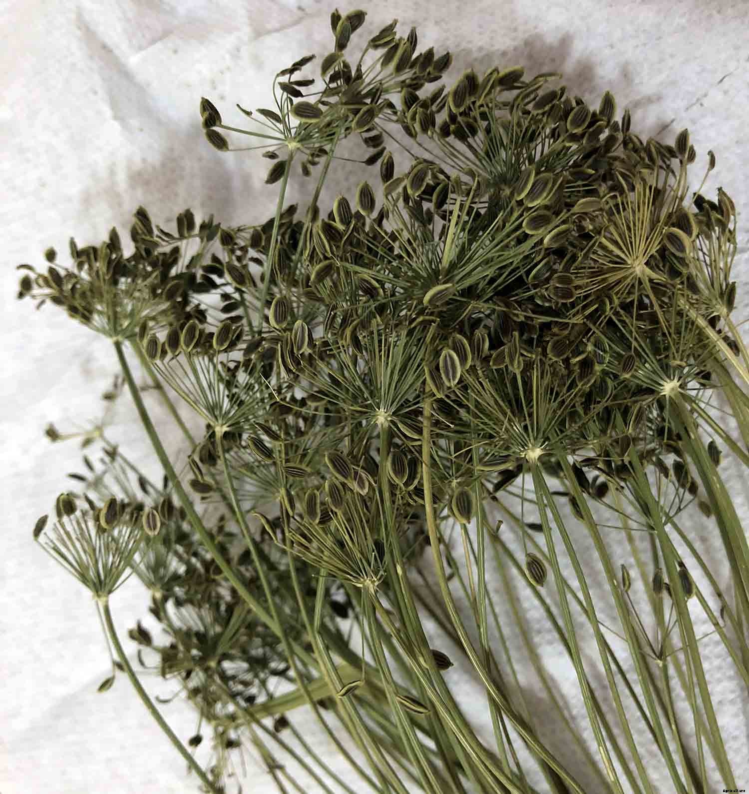 Saving Dill Seeds