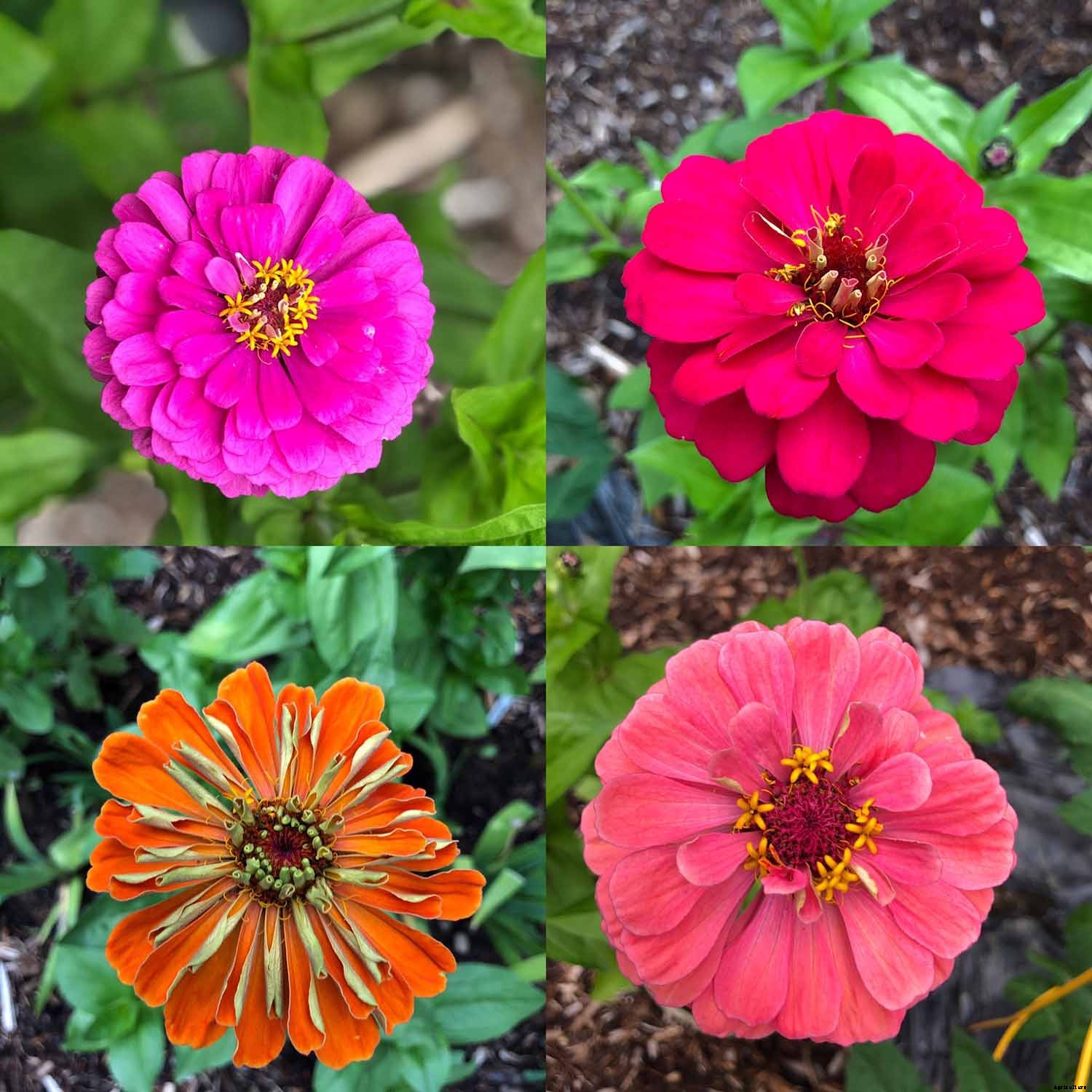 Saving Zinnia Seeds