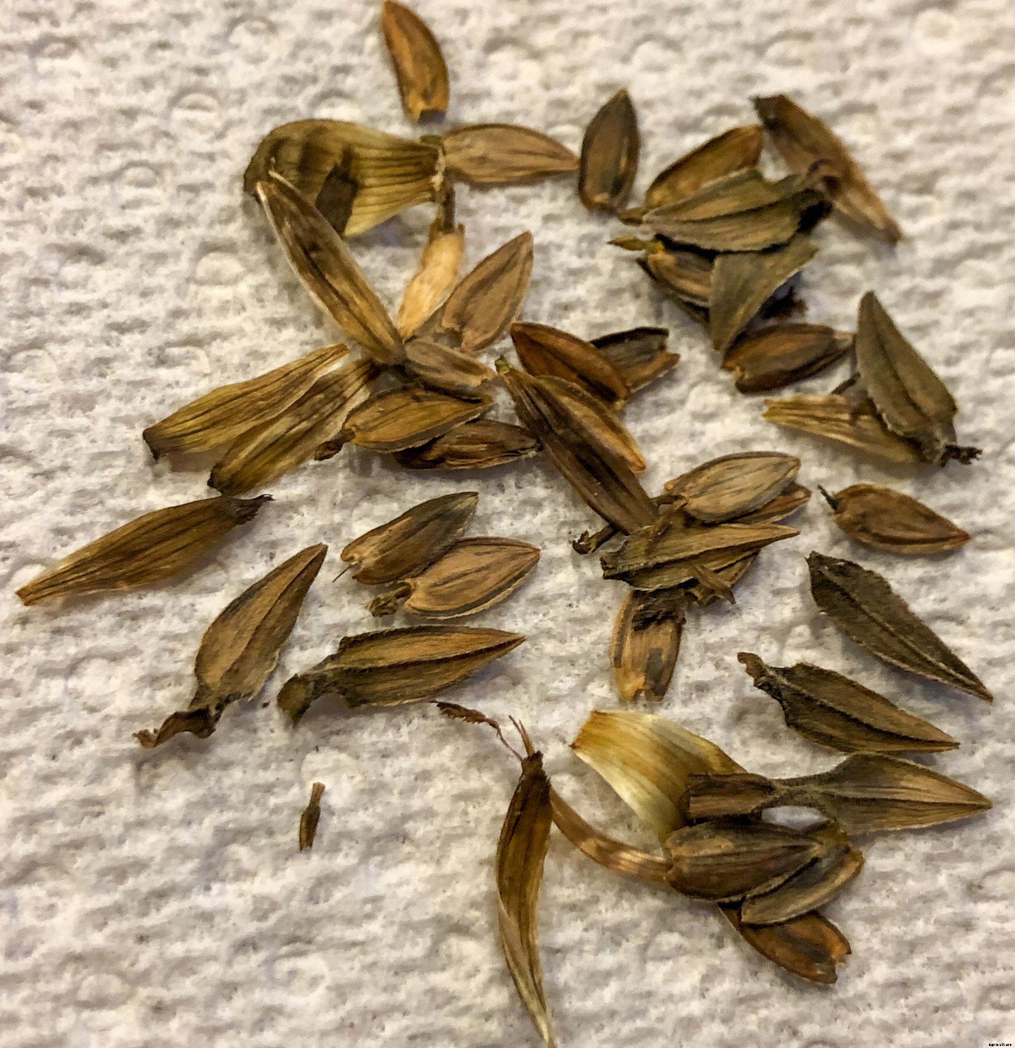 Saving Zinnia Seeds