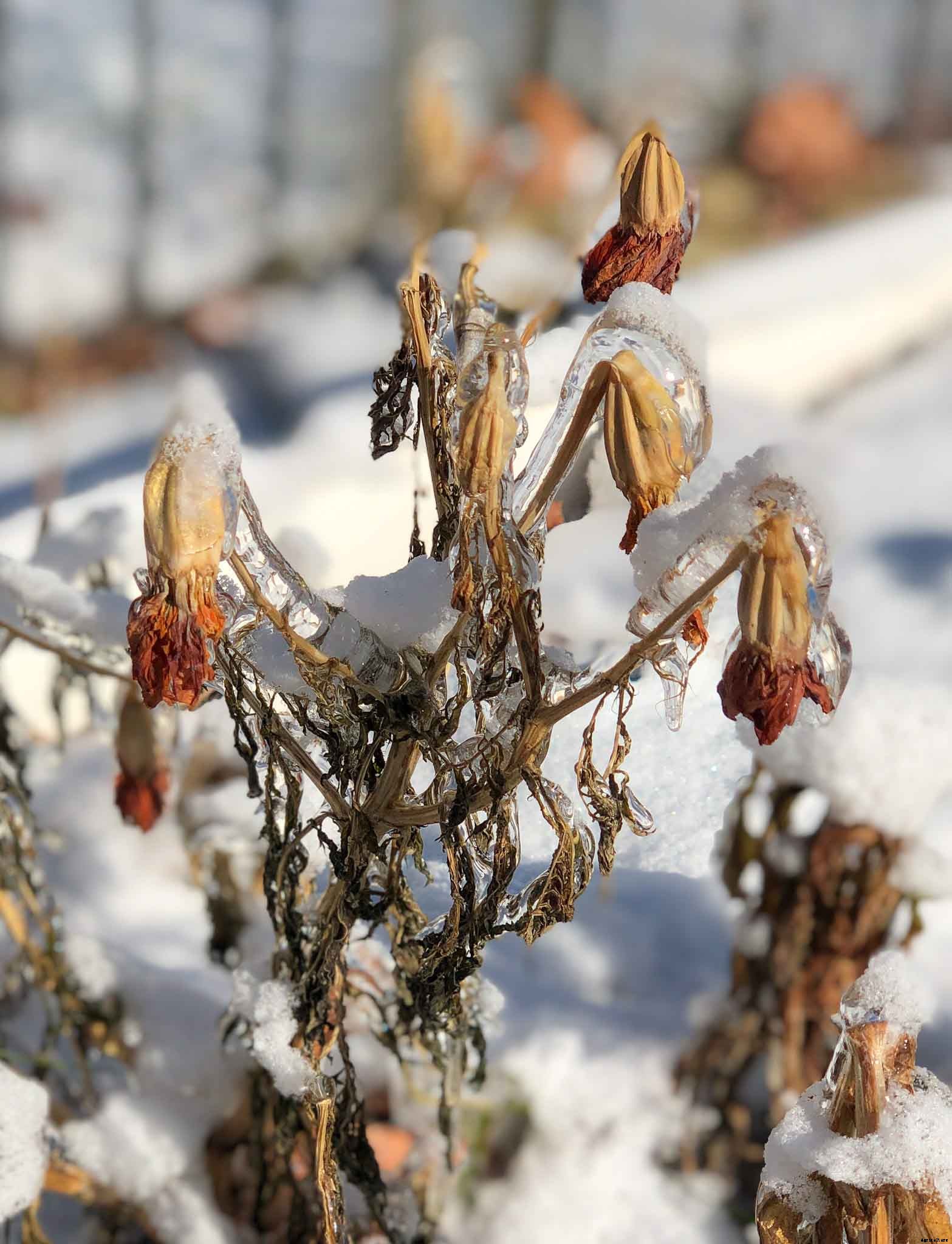 Using first and last frost dates to plan your vegetable garden