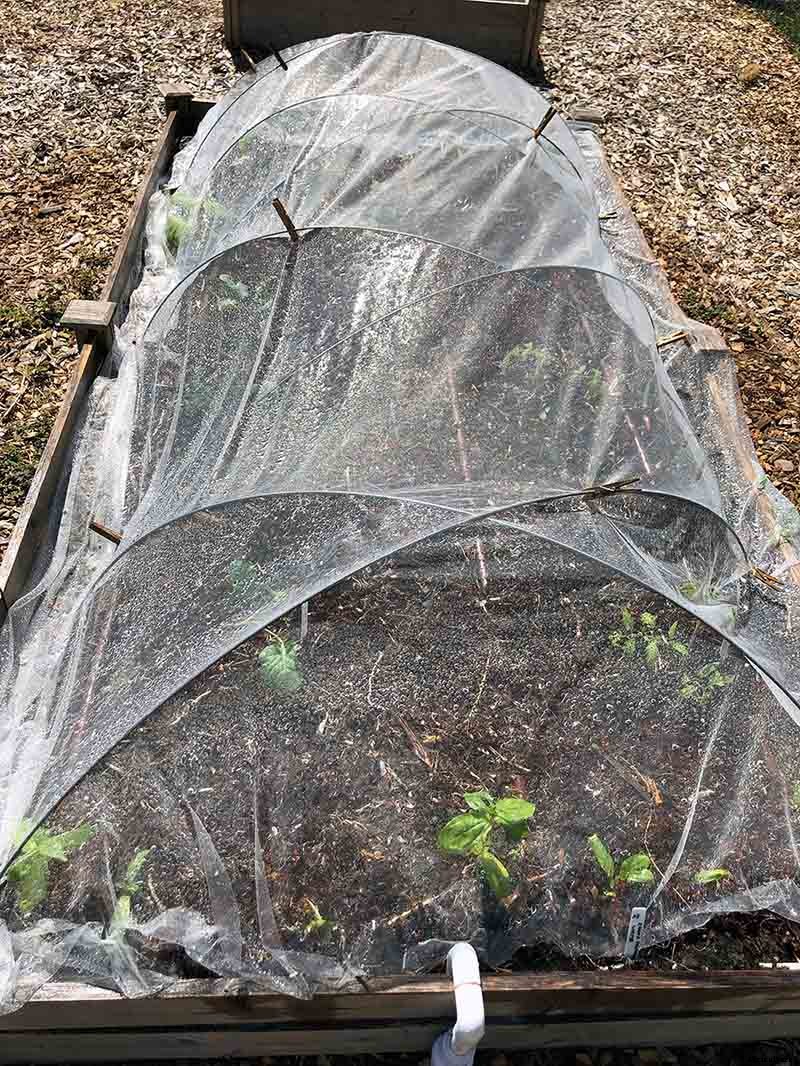 How to use floating row cover in your organic garden
