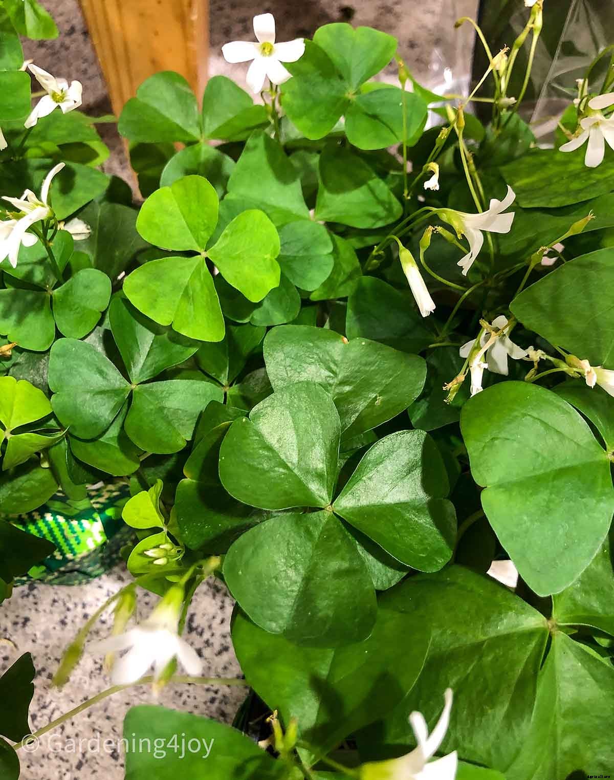 What are traditional “shamrock” plants?