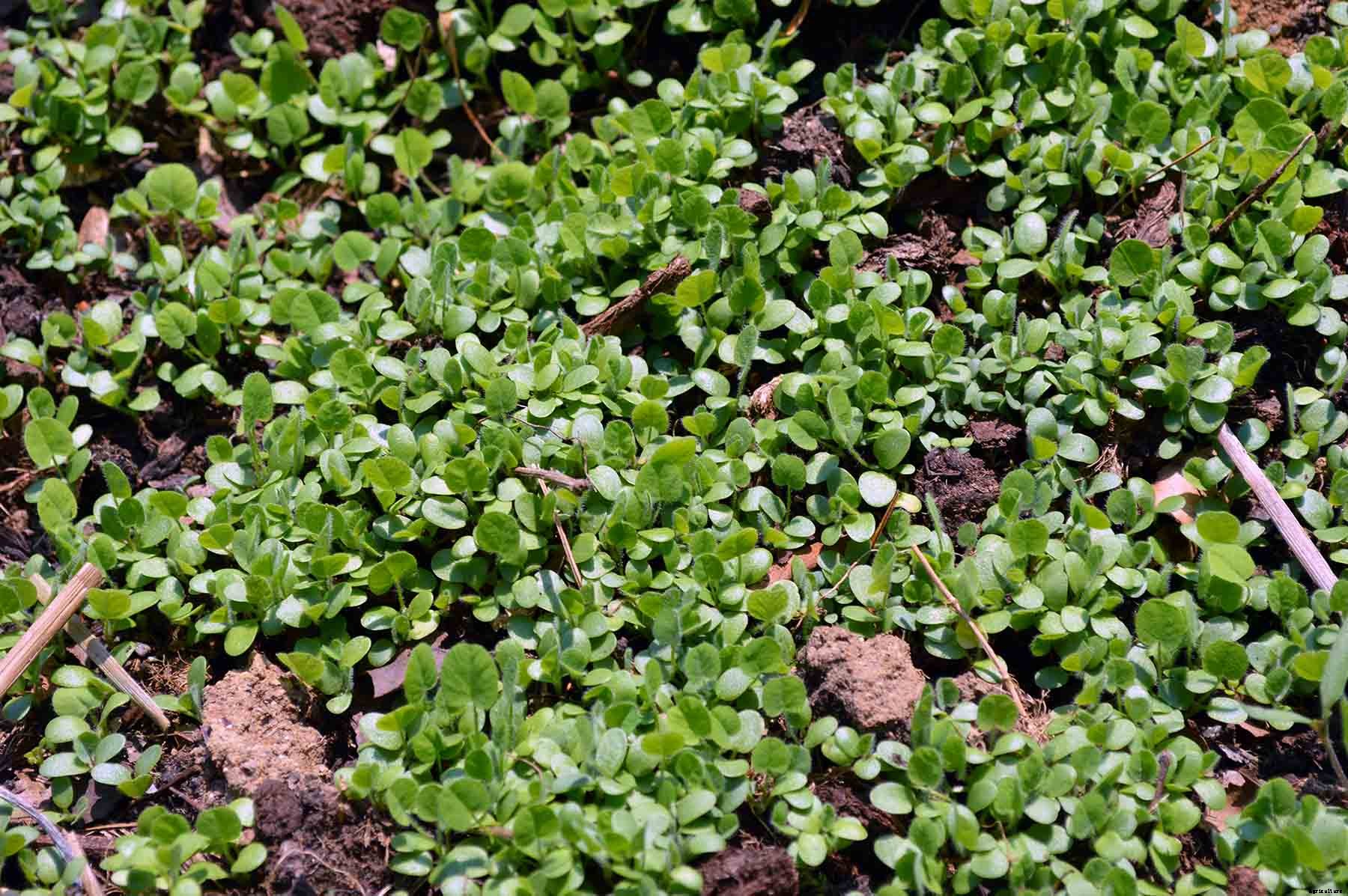 What are traditional “shamrock” plants?