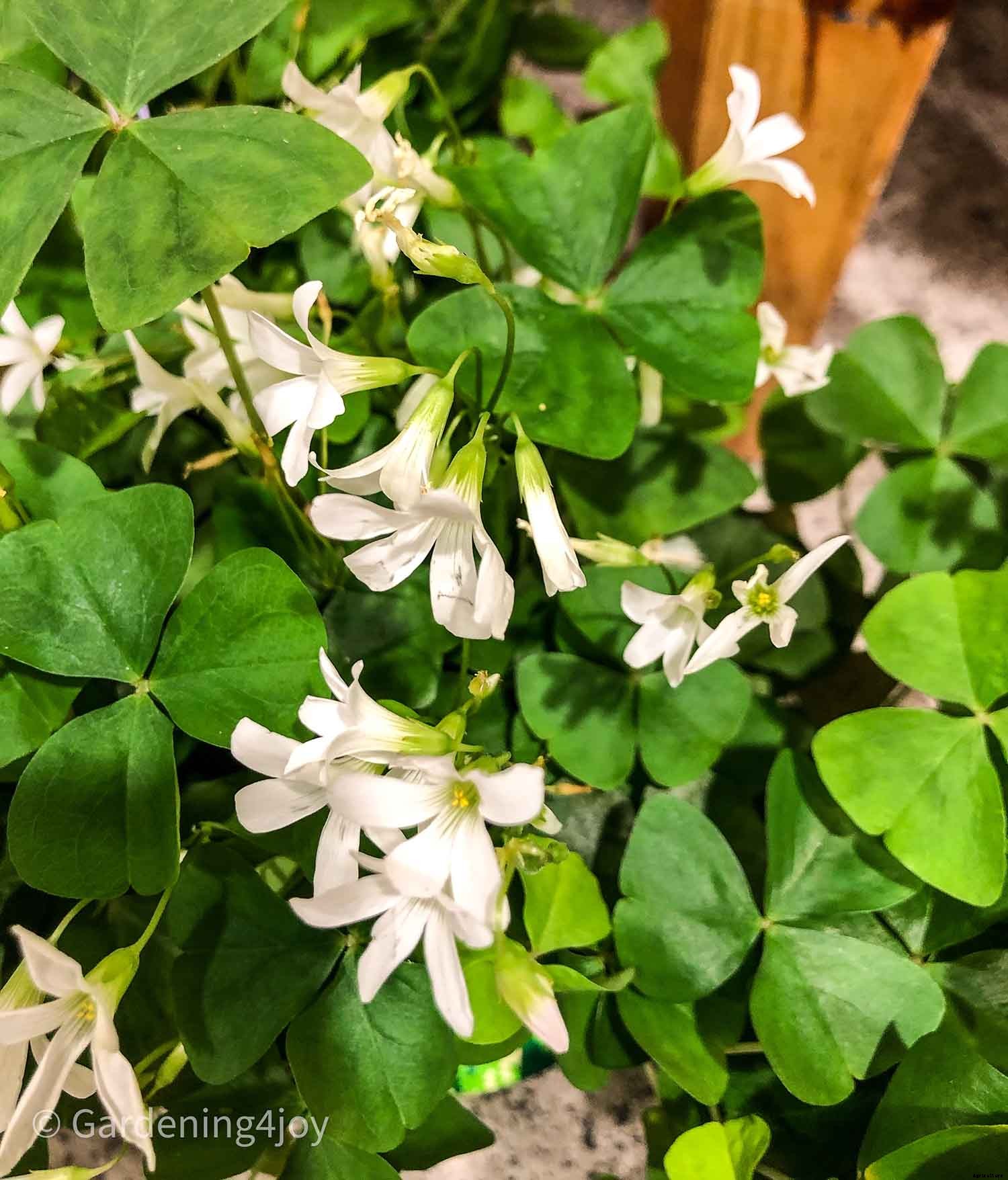 What are traditional “shamrock” plants?