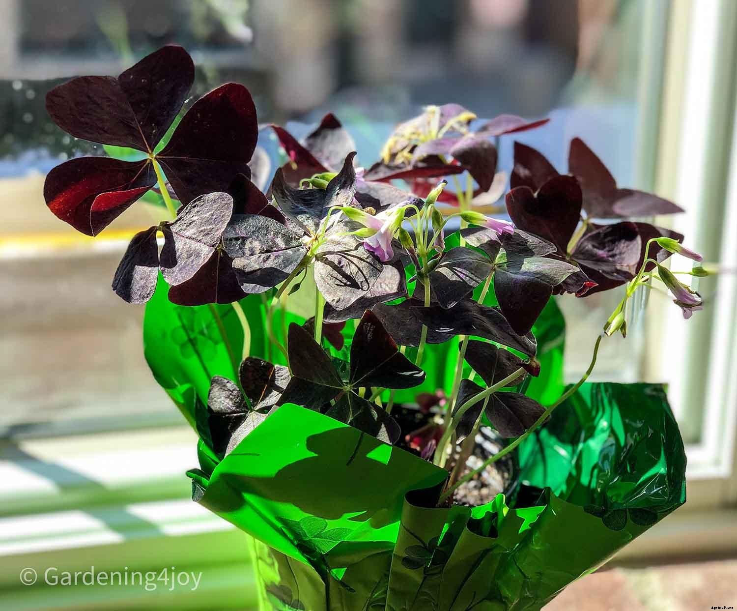 What are traditional “shamrock” plants?