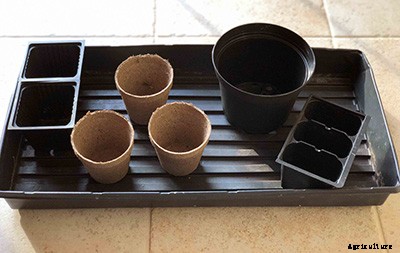 Getting started with seeds, 4 secrets for successful seed starting