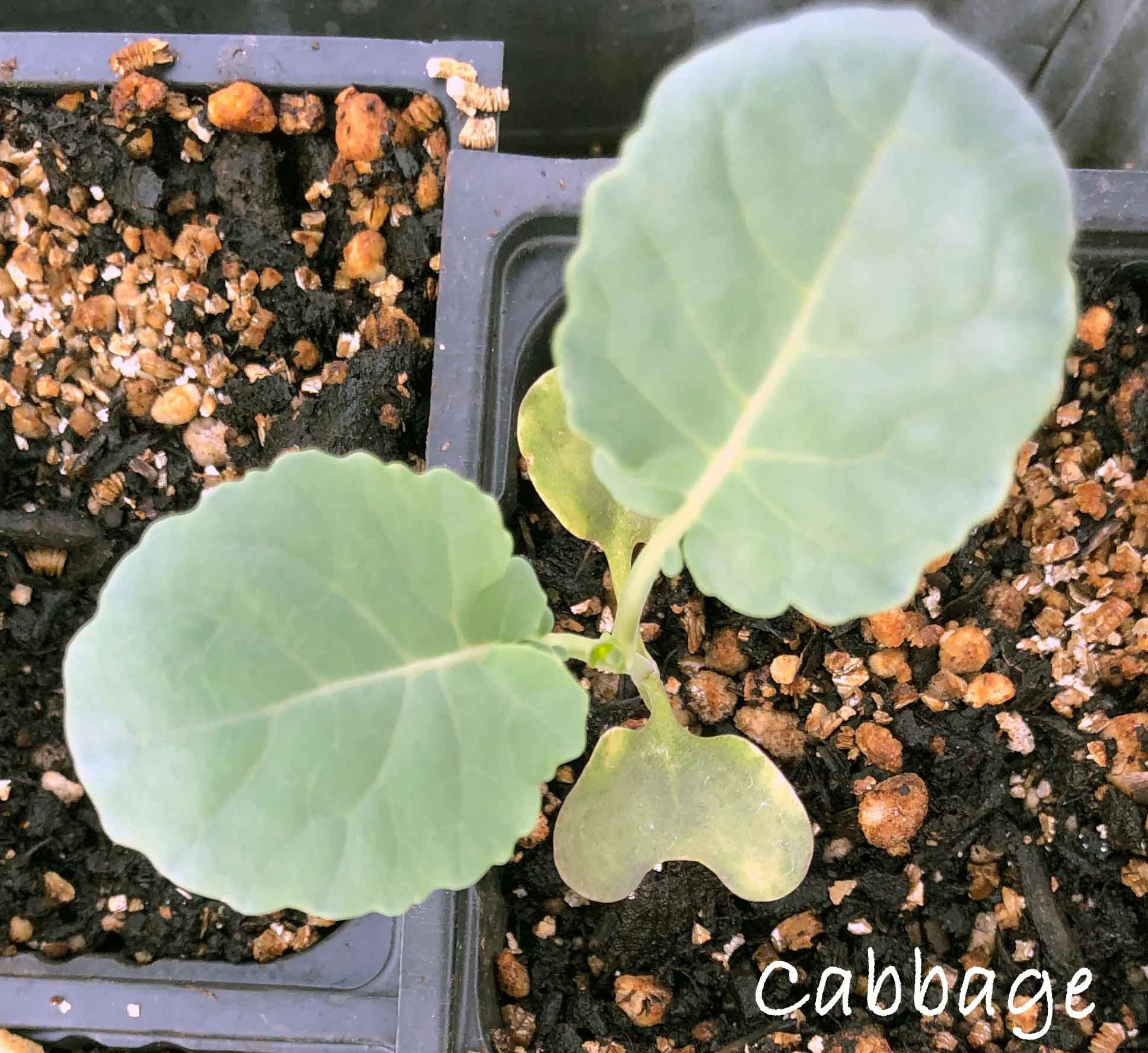 Getting started with seeds, 4 secrets for successful seed starting